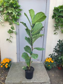 Ficus Lyrata Fiddle Leaf Fig Tree House Plant 10” Pot