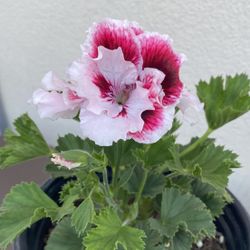 Geranium Martha Washingot Plant, In 1 Gallon Pot Pick Up Only