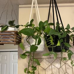 $12 | Golden Pothos Vine in Hanging Basket
