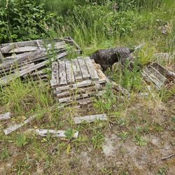 Free Scrap Wood