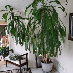 Corn stalk plant 12 ft tall. 125.00 Pick Up Only