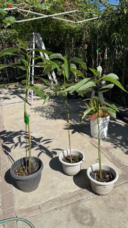 avocado tree