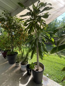 9 Feet Dracaena Fragrans Plant