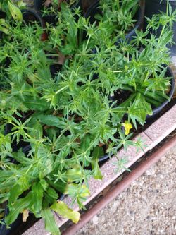Plantas De Culantro