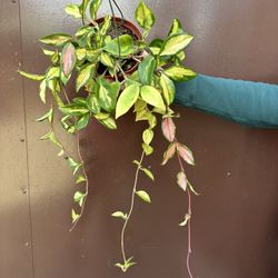 6” hoya exotica tricolor 