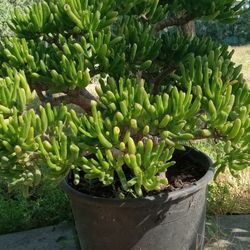 Gollum Succulent In Half Gallon Bottle