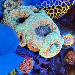 Odin’s Revenge Bowerbanki