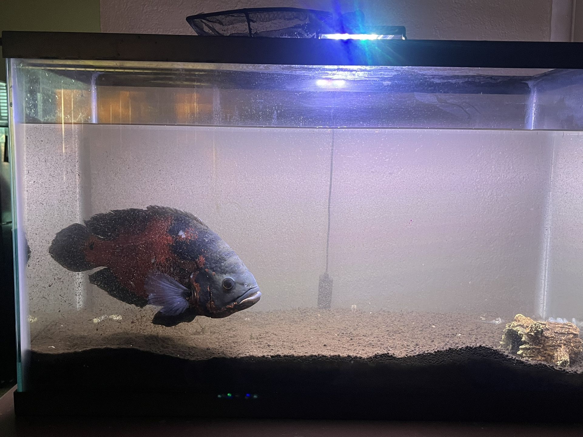30 Gallon Fish Tank  