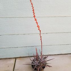 Potted Plant w/ Blooming Flower 