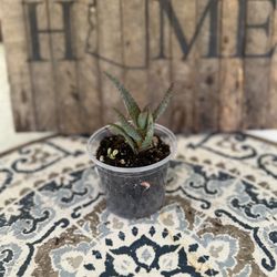 Aloe Rahuii Pup