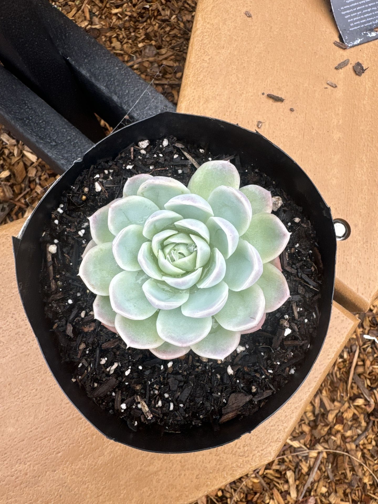Echiveria “Mexican Snowball “