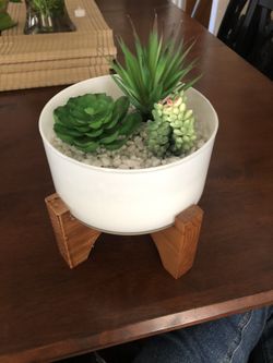 Mid century modern decorative succulent