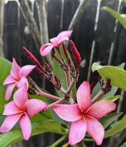 Plumeria