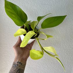 Neon Pothos 