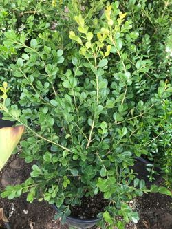 Boxwood