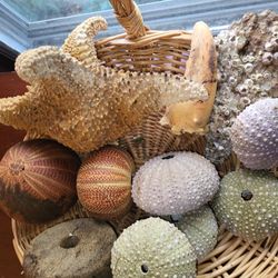 Sea Shells & Basket