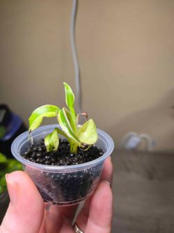 Musa Pink Nono Variegated