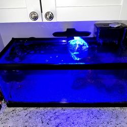 Aquarium Set up