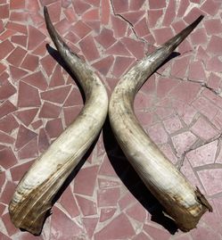 Jumbo Size Art Horns