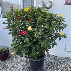 Hibiscus 15gallons