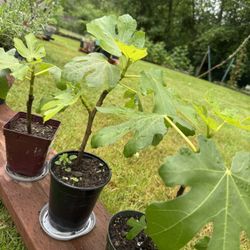 Fig tree plants