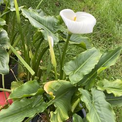 Beautiful White Cala Lilies