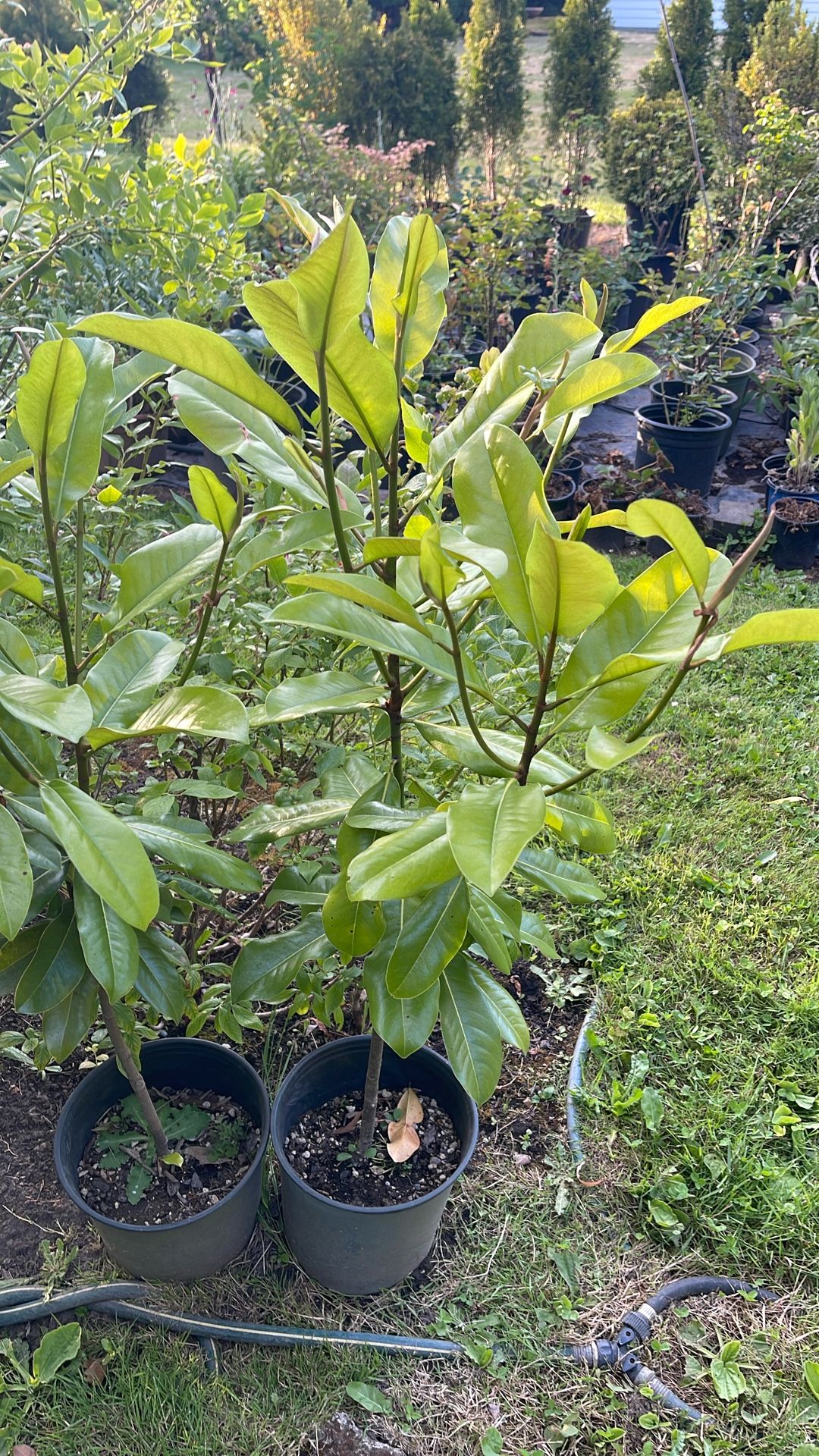 Magnolia Plant