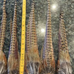 New Pheasant Feathers