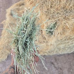 Bermuda For Cattle And Goats