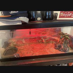Big Tank With Reptile Accessories