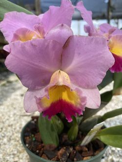 ‘World Vacation’ Orchid