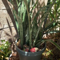 Snake Plant 