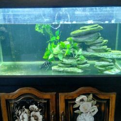 125 Gallon Fish Tank 