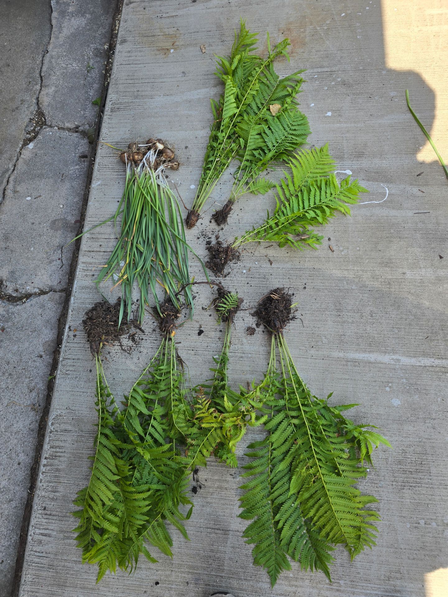Free perennial plants. Pick-up In Aurora!