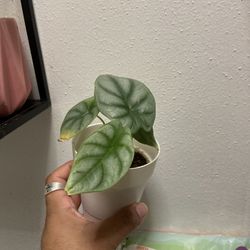 Alocasia Silver Dragon