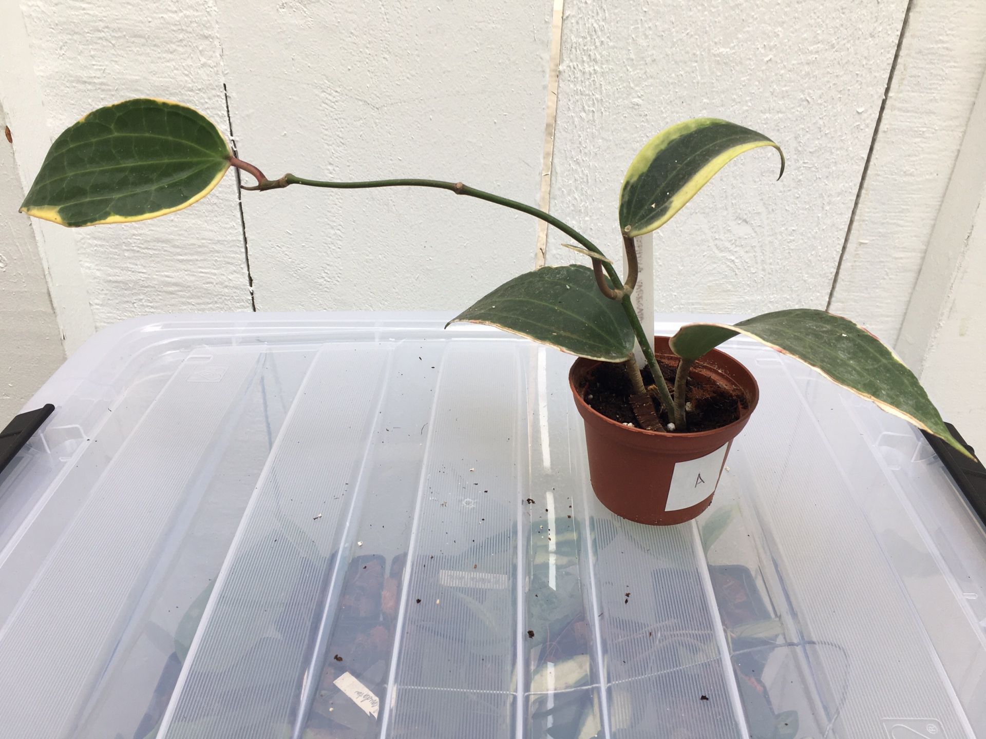 Hoya macrophylla albomarginata plant in 3” pot (A)