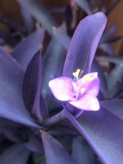 Purple Heart-Wandering Jew plant five —6 Inch cuttings