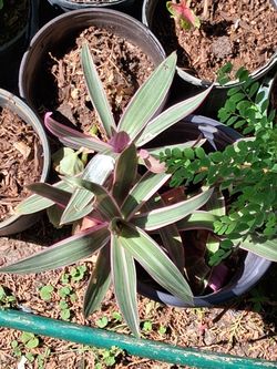 Wandering jew plant