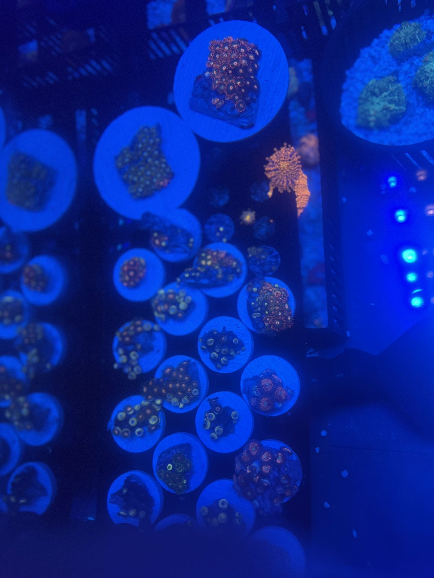 Fake Zoa Corals