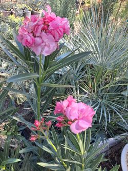 Oleander plants .