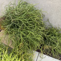 Free Succulent Fire Stick