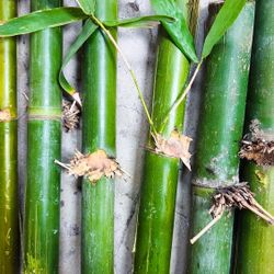 Japanese Bamboo Plant Cuttings 🎋