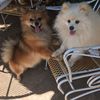 Pom Mom
