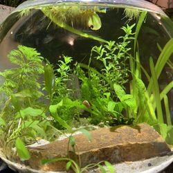 1.5 Gallon Fish Tank Bowl Aquarium 