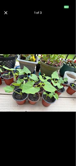 Green beans plants