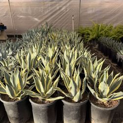 Agave Americana Variegated 5 Gallons 