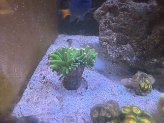 Cotton Candy Torch Coral