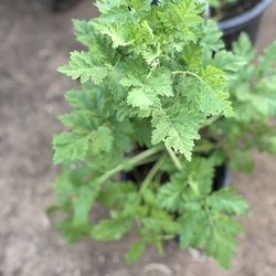 Planta Artemisa Para Tea