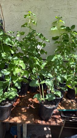 Oregano Orejon