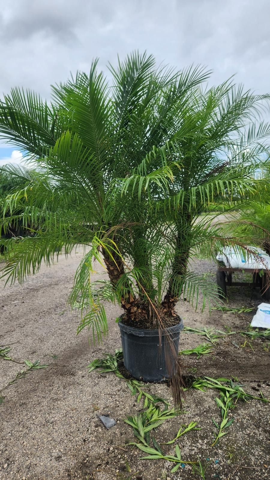 Beautiful Robolinis About 6 Feet Tall For Just $90 Best Plants For Tropical Gardens Very Low Maintenence